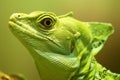 Green Crested Basilisk - SmithsonianÃ¢â¬â¢s National Zoo and Conservation Biology Institute 2018 Series